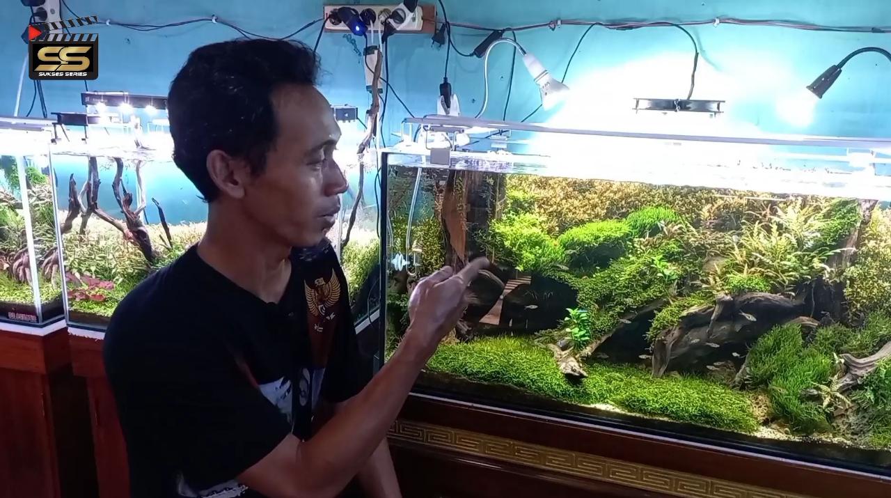 Denny Cagur Asal Lampung Sukses Usaha Aquascape